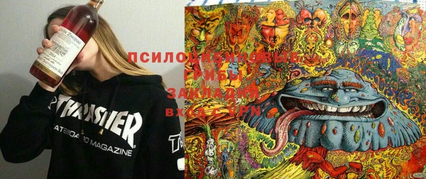 шишки Горно-Алтайск